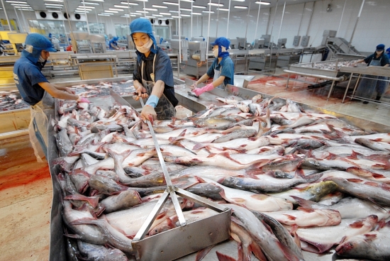 Giá cá tra tăng mạnh ngay từ đầu năm vì nguồn cung thiếu hụt