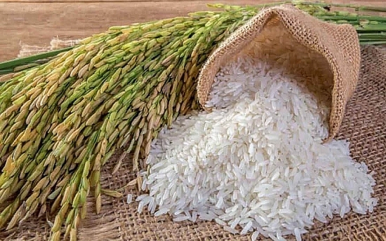 Giá lúa gạo hôm nay 28/2: Giá lúa ổn định, giá gạo giảm