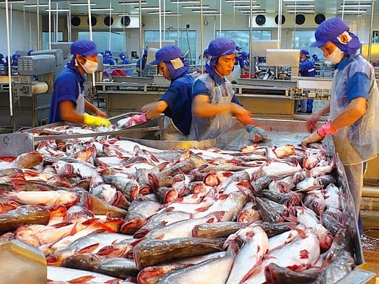 Xuất khẩu cá tra sang thị trường Trung Quốc tăng trưởng gấp 3 lần