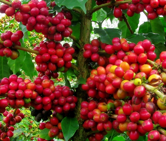 Giá cà phê hôm nay 9/3: Đà tăng tiếp diễn, arabica tăng hơn 3%
