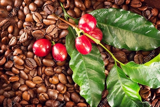 Giá cà phê hôm nay 6/12: Tiếp tục tăng trên thị trường thế giới