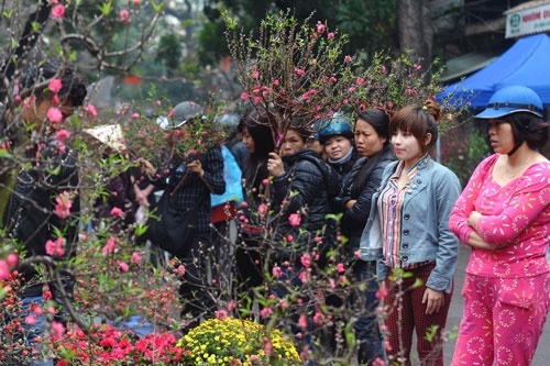 ha noi to chuc 64 cho hoa xuan phuc vu tet nguyen dan ky hoi 2019