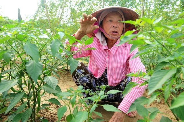 gia rau cu tang cao nong dan xot xa vi khong du hang ban tet