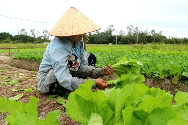 gia rau cu tang cao nong dan xot xa vi khong du hang ban tet