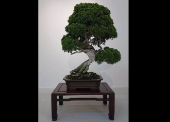 Báu vật bonsai 400 tuổi bị đánh cắp, chủ nhân dặn tên trộm nhớ tưới nước