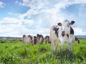 Đầu tư 4.000 tỷ đồng xây dựng trang trại bò sữa tại Cần Thơ