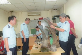 Bắt giữ vụ vận chuyển 34 kg sừng tê giác tại Sân bay quốc tế Nội Bài
