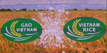 Khai mạc lễ hội Festival Lúa gạo Việt Nam lần thứ III