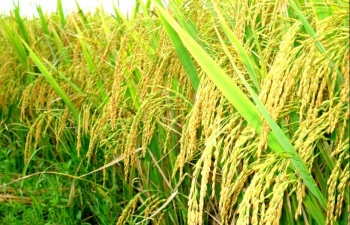 NHNN ban hành văn bản hối thúc cho vay thu mua lúa gạo