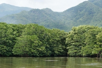 Đấu giá khai thác trắng rừng đước tại tỉnh Cà Mau