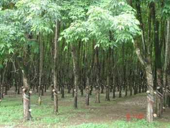 Đấu giá quyền khai thác mủ cao su trên vườn cây thanh lý tại tỉnh Bình Dương