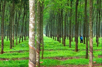 Đấu giá 91,20 ha cây cao su thanh lý tại tỉnh Bình Dương