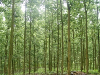 Đấu giá sản phẩm sau khai thác tỉa thưa gỗ rừng trồng phòng hộ dự án JIBIC tại tỉnh Thừa Thiên Huế