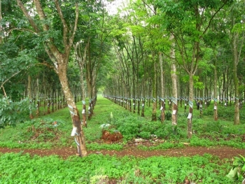 Đấu giá 90.403 cây cao su thanh lý tại tỉnh Đắk Lắk