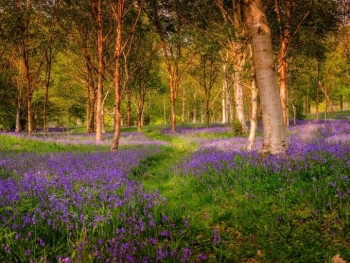 Choáng ngợp bởi vẻ đẹp của rừng hoa chuông xanh ở Anh