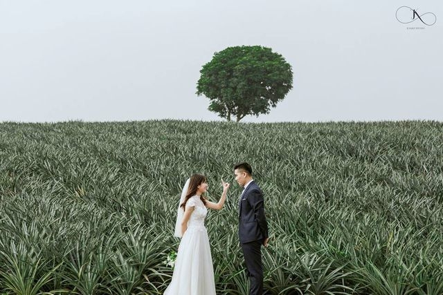 lac troi vao canh dong dua xanh muot o ninh binh