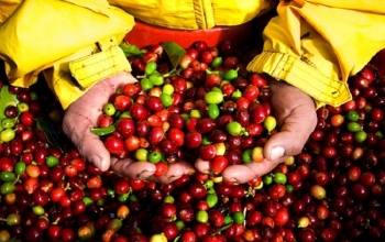 Giá cà phê Việt Nam tăng là do đâu?