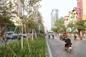 Chủ tịch Hà Nội công bố số tiền chi 256 tỷ đồng cho việc trồng cây xanh