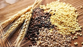 Lợi ích của lúa mạch đối với sức khỏe