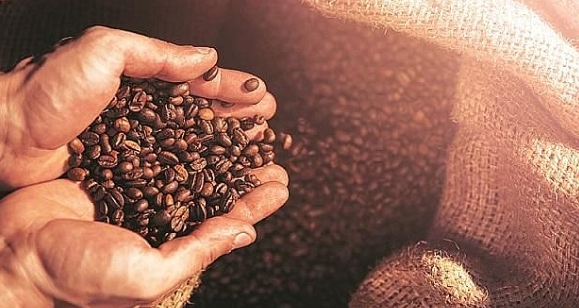 Cuối năm 2020, thị trường cà phê thế giới giảm mạnh