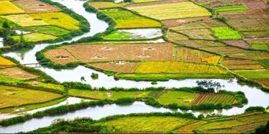 Tăng cường chất lượng, nâng cao giá trị hạt gạo Việt Nam