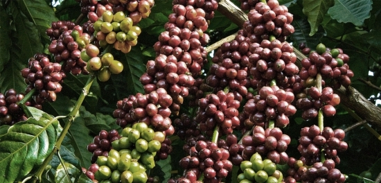 Dự báo giá cà phê tuần tới (11-16/1): Thị trường nhập khẩu lớn giảm mạnh