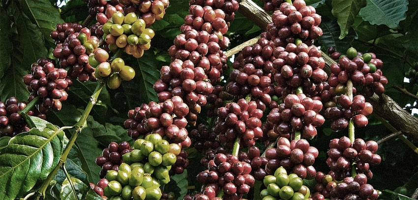 Dự báo giá cà phê tuần tới (11 16/1): Thị trường nhập khẩu lớn giảm mạnh