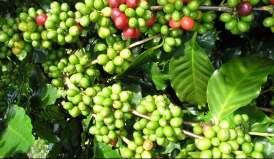 Giá cà phê hôm nay 15/1/2021: Cà phê Arabica tiếp tục tăng mạnh