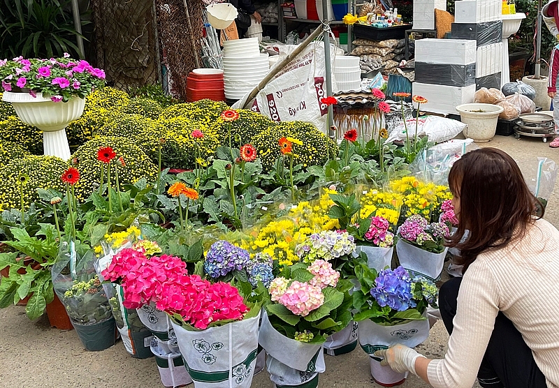 Nhộn nhịp chợ hoa Vạn Phúc (Hà Đông) trước dịp Tết Nguyên đán