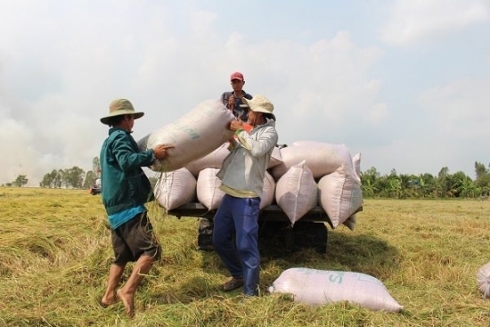 UKVFTA: Lô 60 tấn gạo Việt được nhập khẩu vào thị trường Anh