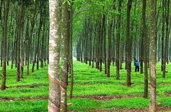 Lịch đấu giá 47,48 ha cây cao su thanh lý tại tỉnh Bình Phước