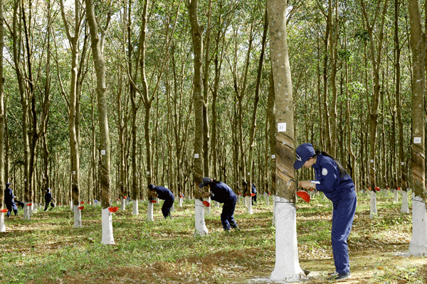 dau gia quyen khai thac mu cao su tai tinh binh phuoc