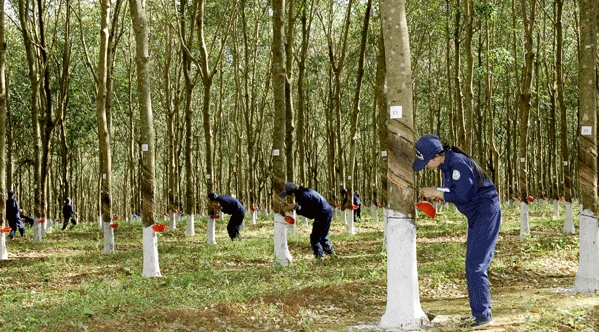 Đấu giá quyền khai thác mủ cao su tại tỉnh Bình Phước