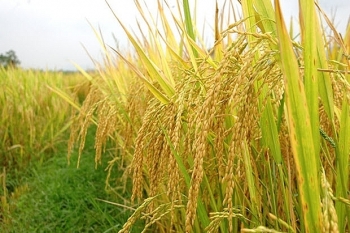 Giá gạo hôm nay 6/2: Tăng giảm tùy từng loại