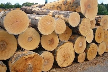 Đấu giá hơn 10.000 m3 gỗ xẻ tại tỉnh Kon Tum