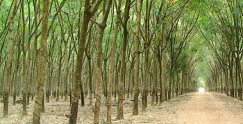 Bình Phước: Đấu giá 47,48 ha cây cao su thanh lý