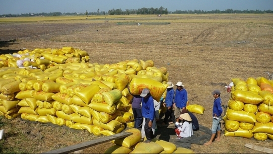 Gạo Việt Nam tiếp tục tăng giá trước Tết 2021