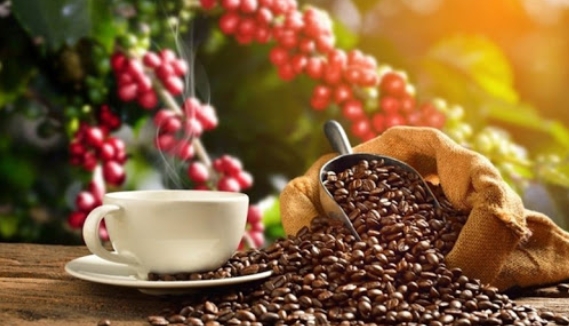 Giá cà phê hôm nay 11/2/2021: Tăng 200 - 300 đồng/kg