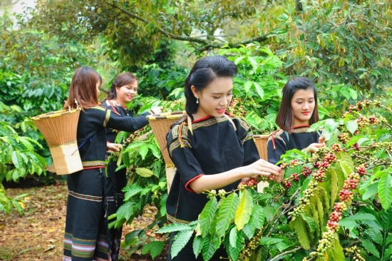 Nguyên nhân nào khiến cà phê Việt Nam luôn thua thiệt hơn so với thế giới?