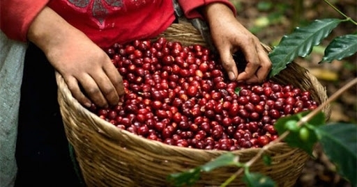 Giá cà phê hôm nay 21/2/2021: Các tỉnh phía Bắc Tây Nguyên giảm nhẹ