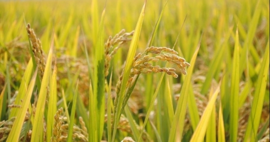 Giá gạo hôm nay 23/2/2021: Giá gạo xuất khẩu của Việt Nam giữ mức ổn định