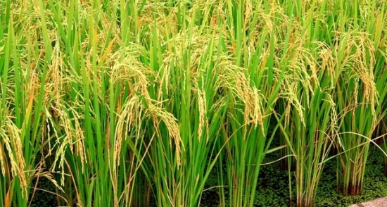 Giá gạo hôm nay 25/2/2021: Giảm mạnh do sức thu mua yếu