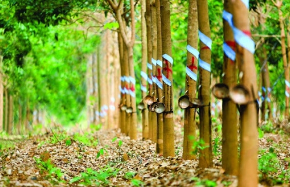 Đấu giá 141,1516 ha cây cao su thanh lý tại tỉnh Tây Ninh