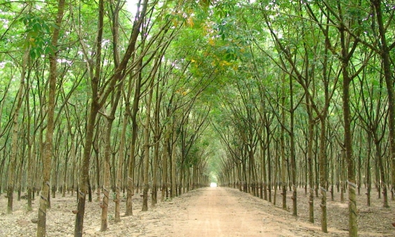 Đấu giá 141,1516 ha cây cao su và quyền khai thác mủ cao su tại tỉnh Tây Ninh
