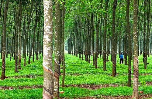 dau gia quyen khai thac mu cao su tai tinh tay ninh