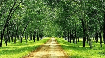 Đấu giá 43,6 ha cây cao su thanh lý tại tỉnh Tây Ninh