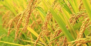 Giá gạo hôm nay 30/3: Tăng mạnh đầu tuần