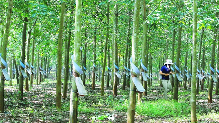 Đấu giá khai thác mủ vườn cây cao su tại tỉnh Tây Ninh