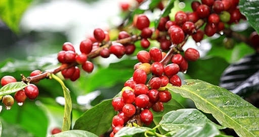 Giá cà phê hôm nay 4/3/2021: Cà phê Robusta xuống gần mốc 1.400 USD/tấn