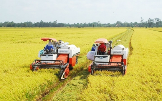 Giá lúa gạo đạt mức cao ngất ngưởng, người dân trồng lúa thắng lớn